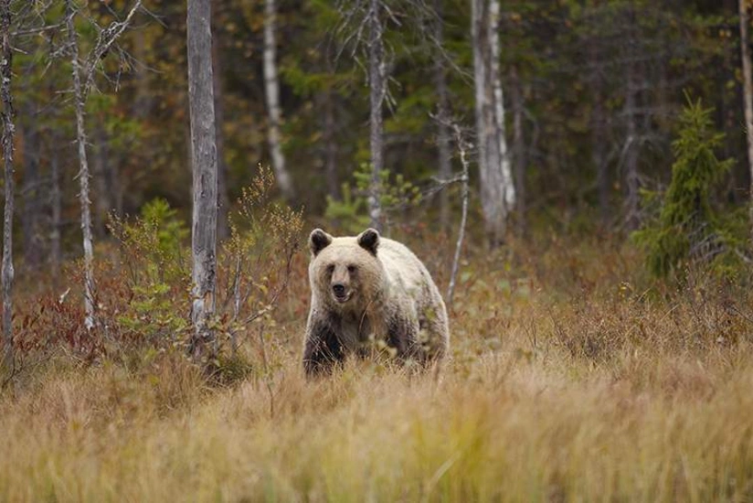 В Канаде в результате нападения медведя пострадали 11 человек