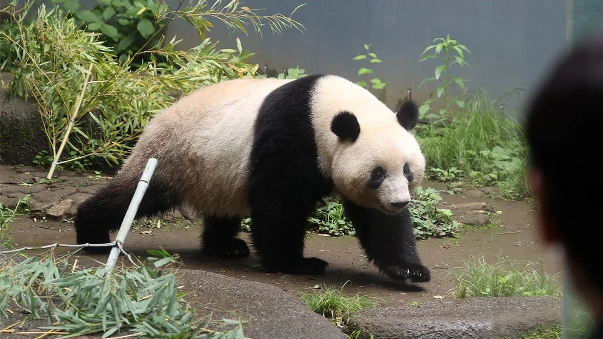 Takaichi's Taiwan remarks cloud prospects for new pandas in Japan