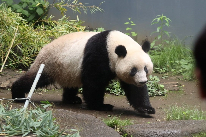 Япония рискует остаться без панд из-за обострения отношений с Китаем