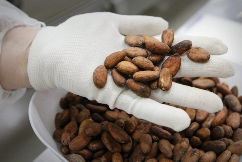 Какао-бобы подешевели до минимума с февраля 2024 года