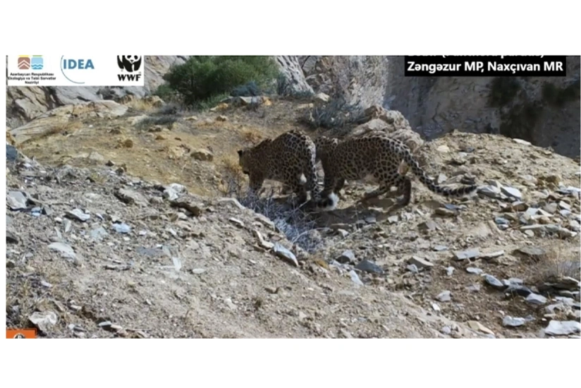 В Зангезурском национальном парке замечена самка леопарда с 2 детенышами