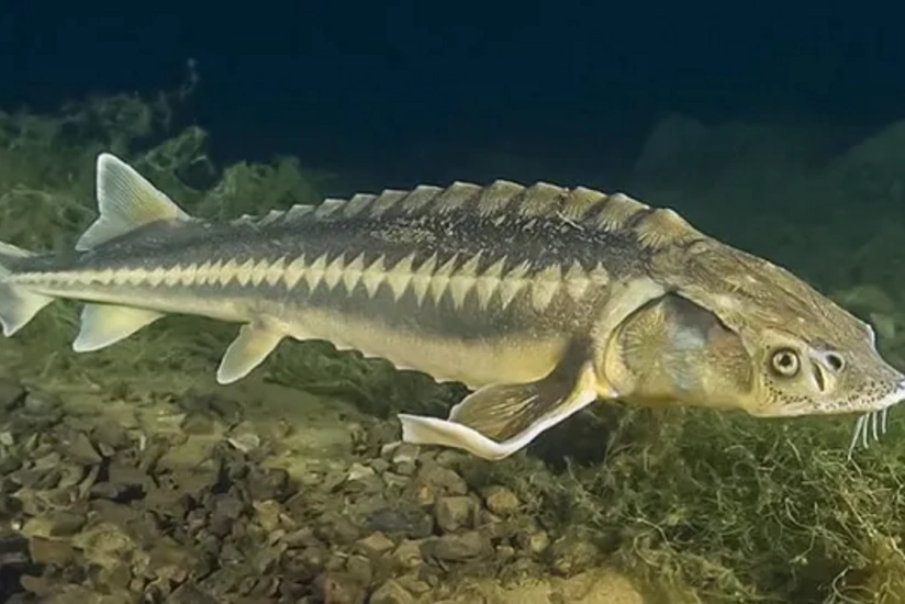 Прикаспийские страны продлили на 2026 год запрет на вылов осетров