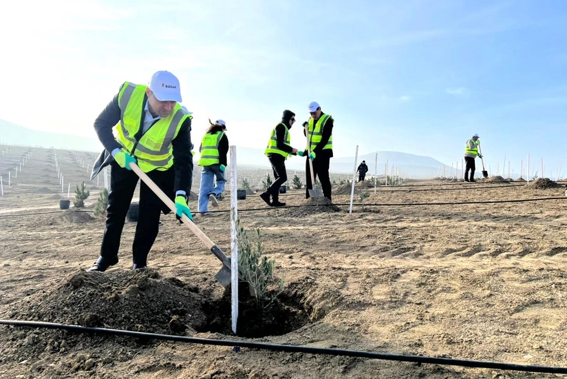 SOCAR Midstream ağacəkmə aksiyası keçirib