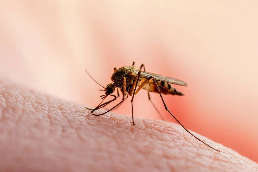 Минздрав Кубы подтвердил смерть 33 человек из-за заражения вирусами от комаров