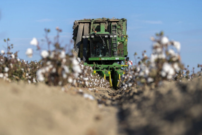 Azərbaycanda pambıq yığımı ilə bağlı son vəziyyət açıqlanıb