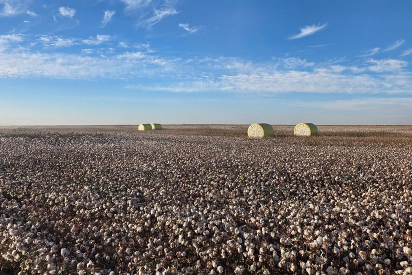 В Казахстане создадут крупнейший хлопковый кластер