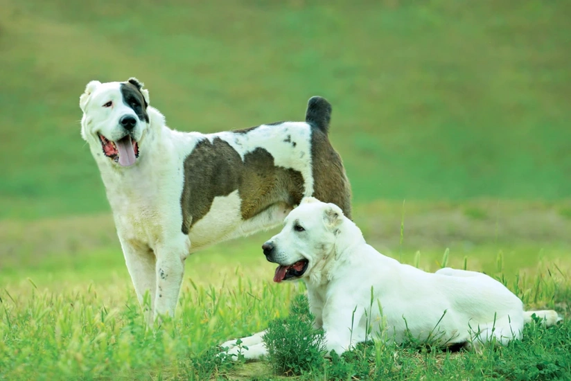 UNESCO alabay yetişdirilməsini qeyri-maddi mədəni irs kimi tanıyıb