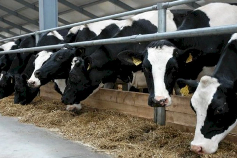 Kənd təsərrüfatı heyvanlarının sığortası üzrə 3,2 milyon manat ödənişlər həyata keçirilib