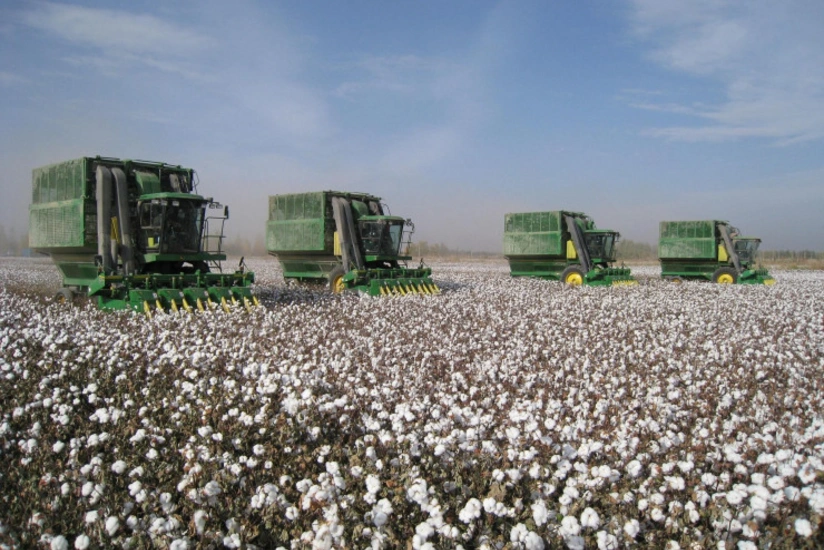 Azərbaycanda pambıq yığımı ilə bağlı son vəziyyət açıqlanıb