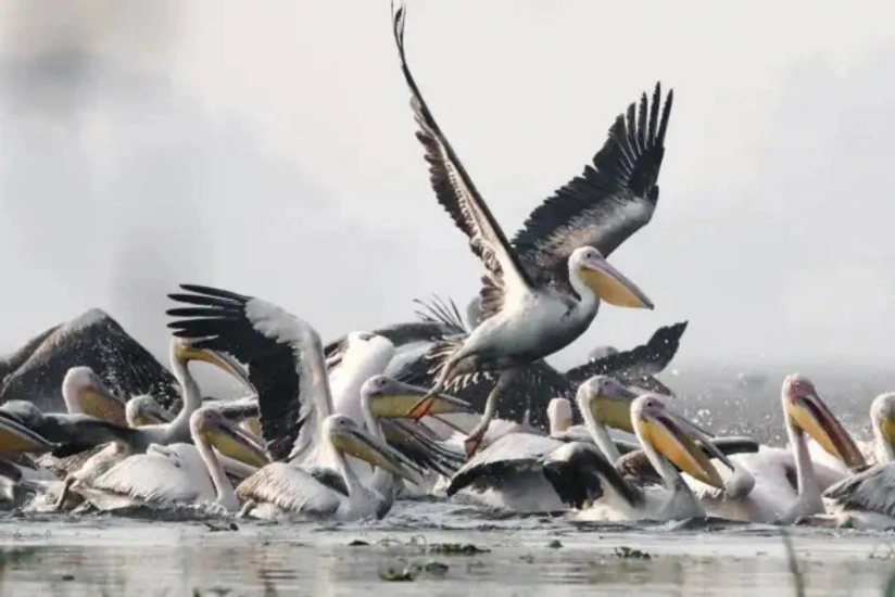 В Лейпциге из-за птичьего гриппа уничтожили всех пеликанов в зоопарке