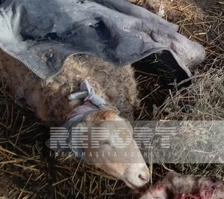 Kürdəmirdə canavarların hücumu nəticəsində 10 baş xırdabuynuzlu heyvan tələf olub