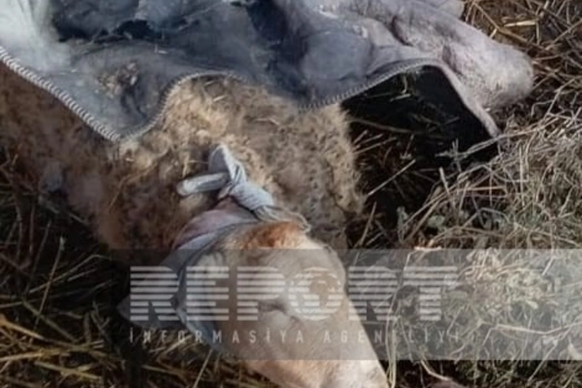 Kürdəmirdə canavarların hücumu nəticəsində 10 baş xırdabuynuzlu heyvan tələf olub