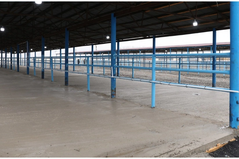 Bərdə heyvan satışı bazarının fəaliyyəti bərpa edilib