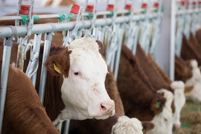 Azərbaycana kökəltmə üçün idxal olunan heyvanlar ƏDV-dən azad edilə bilər