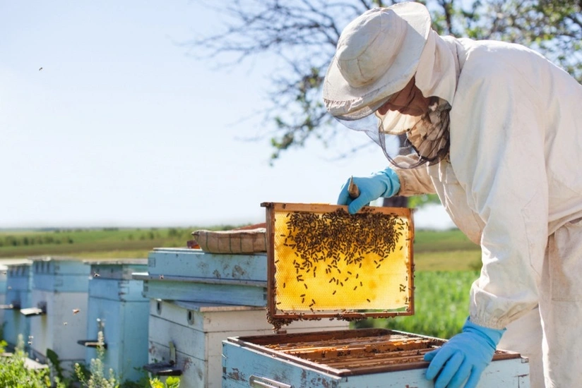 Azərbaycanda quşçuluq və arıçılıq təsərrüfatları ilə bağlı yeni sığorta məhsulları təqdim olunacaq