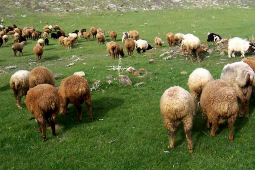 Nazirlik rəsmisi: Otlaq və biçənək sahələrində yem ehtiyatı azalıb