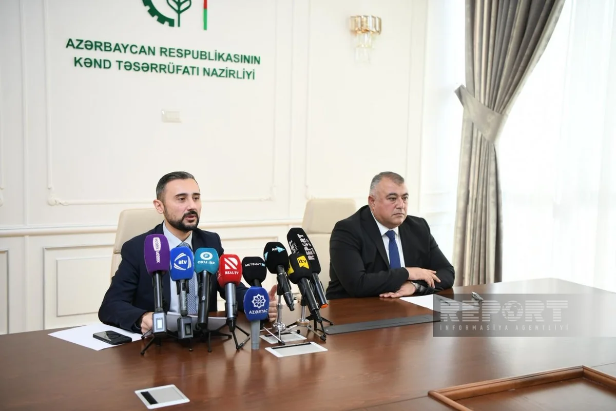 Azərbaycanda balıqçılığın vergiyə cəlb edilməsi mexanizmləri təkmilləşdirilə bilər