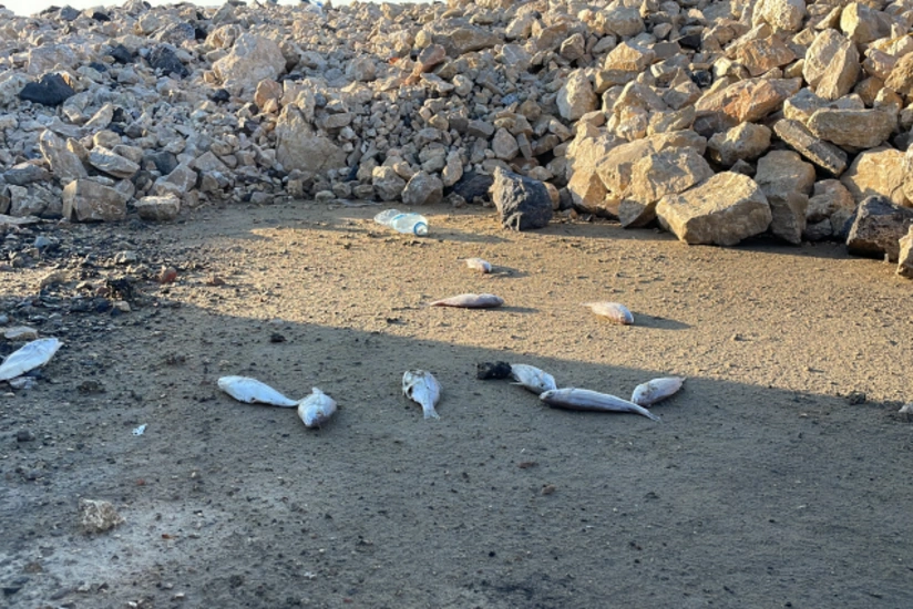 Ceyhun Əliyev: Balıq ölümləri əsasən yay aylarında baş verir