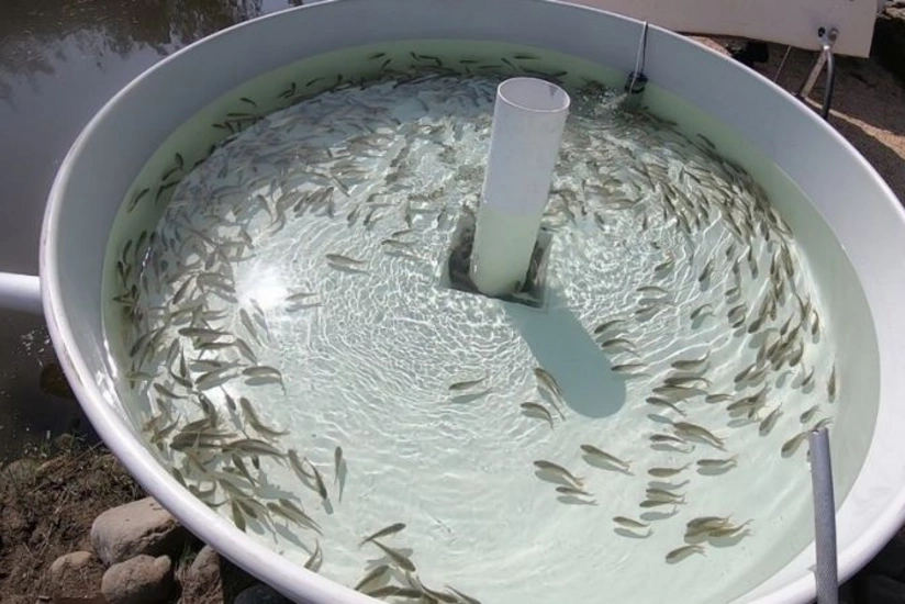 В Азербайджане наращивают масштабы зарыбления Каспия и внутренних водоемов