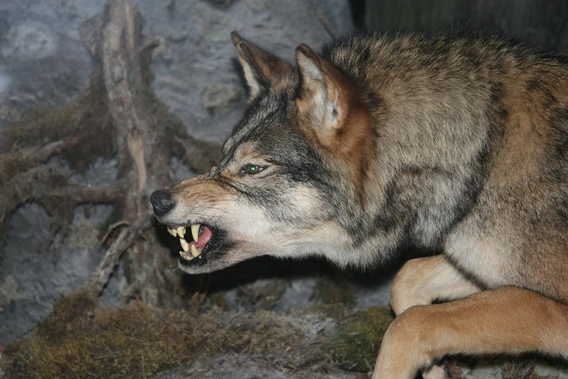 В Шеки пять человек пострадали при нападении волка