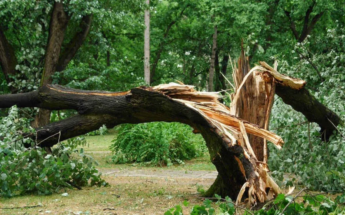 Qəbələdə meşədə üzərinə ağac düşən şəxs ölüb