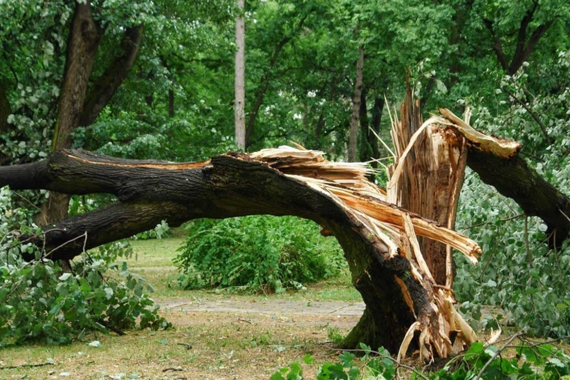 Qəbələdə meşədə üzərinə ağac düşən şəxs ölüb