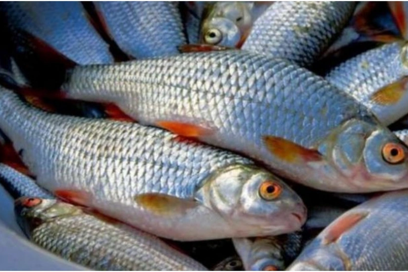 Azərbaycanda balıqçılıqla bağlı vergi güzəşti kürü istehsalına aid olmayacaq