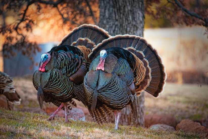 Azərbaycan İtaliyadan hindtoyuğu ətinin tədarükünü bərpa edib