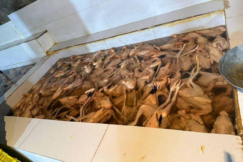 Xırdalanda 2 min ev quşunun qanunsuz kəsildiyi sexin fəaliyyəti məhdudlaşdırılıb