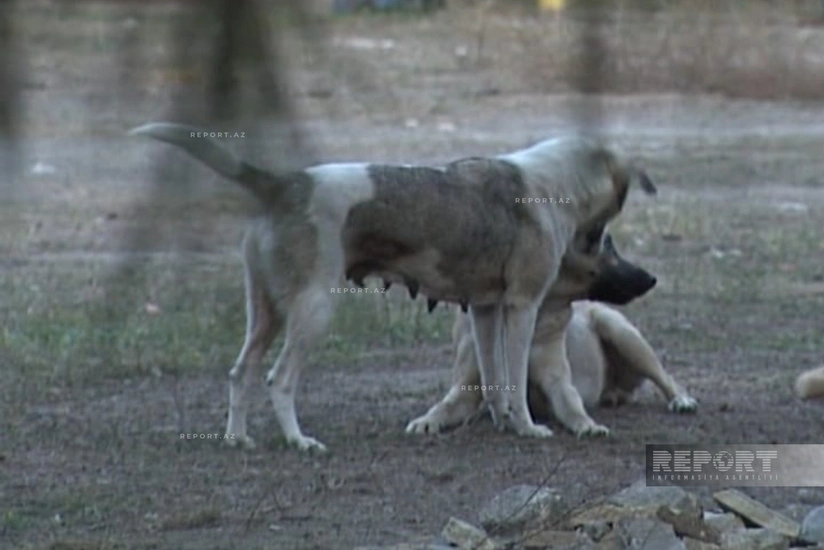 Ucarda sahibsiz itlərin hücumuna məruz qalan şəxsin son durumu açıqlanıb - YENİLƏNİB