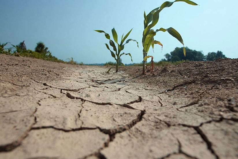 Azərbaycanda deqradasiyaya uğramış torpaqlarda pilot layihə həyata keçirilir