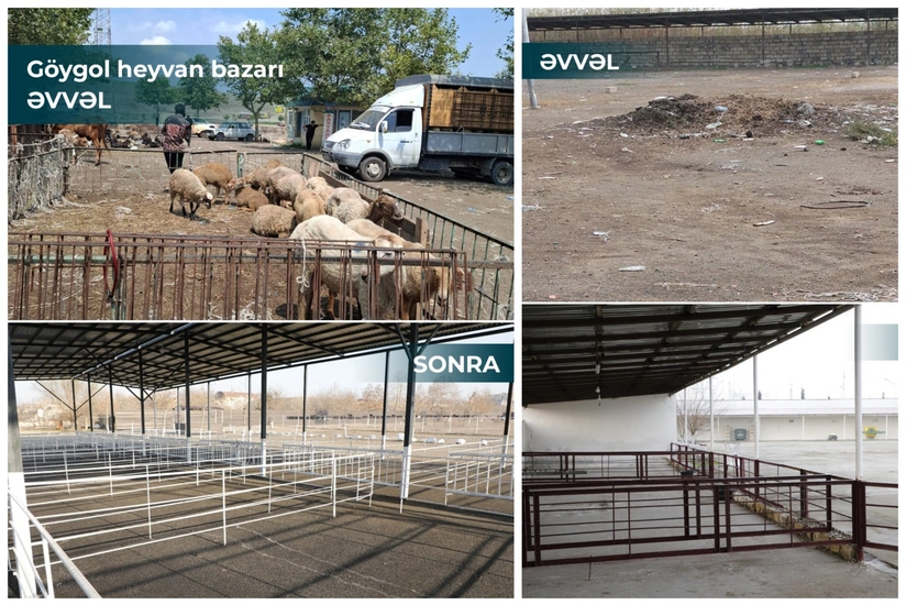 Salyan və Göygöl heyvan bazarları fəaliyyətə başlayıb