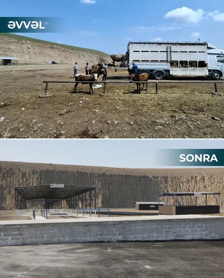 Salyan və Göygöl heyvan bazarları fəaliyyətə başlayıb
