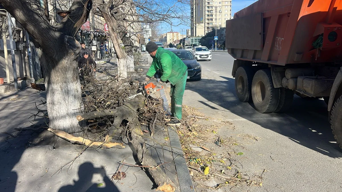 Bakıda güclü külək nəticəsində 8 ağac sınıb, daha 12-sinin budaqları qırılıb - YENİLƏNİB