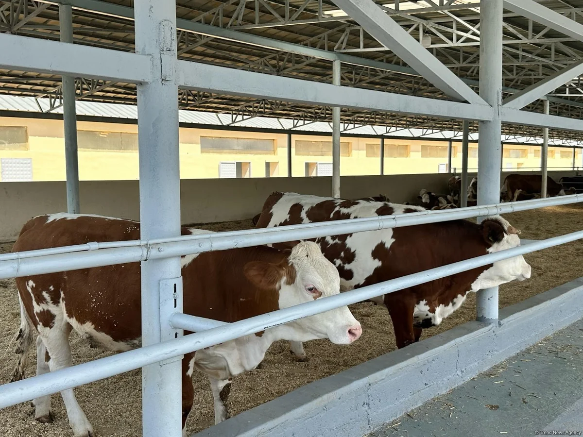 Azerbaijan restricts meat imports from certain regions of Lebanon, Lithuania