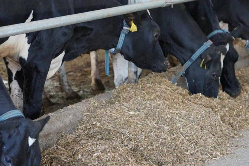 В Казахстане утвердили Комплексный пятилетний план развития животноводства