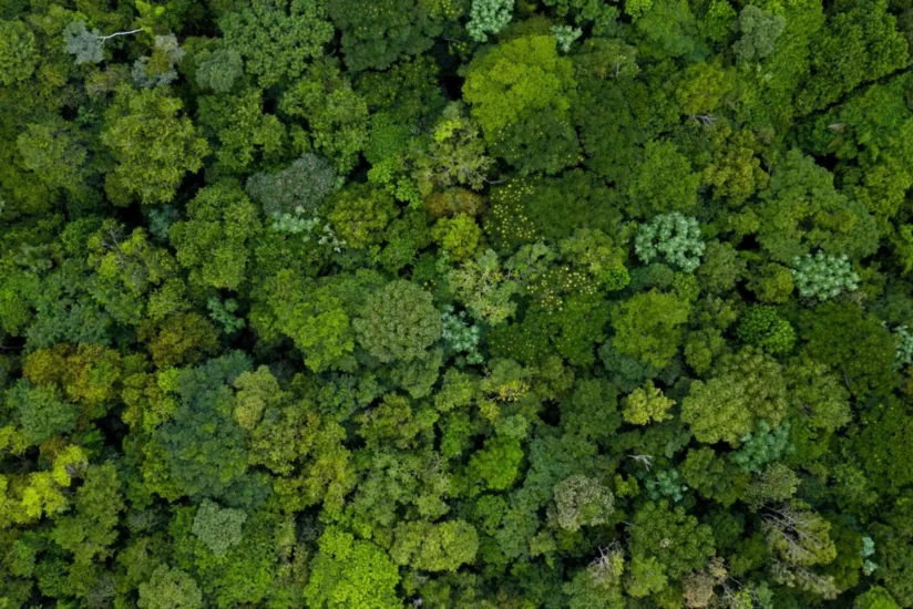 Ученые выяснили, что климат меняет видовое разнообразие деревьев в Амазонии