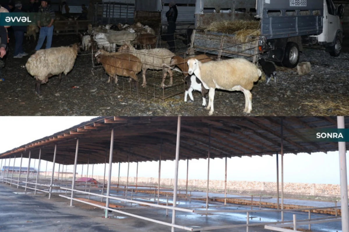 Biləsuvar heyvan bazarı yenidən fəaliyyətə başlayıb