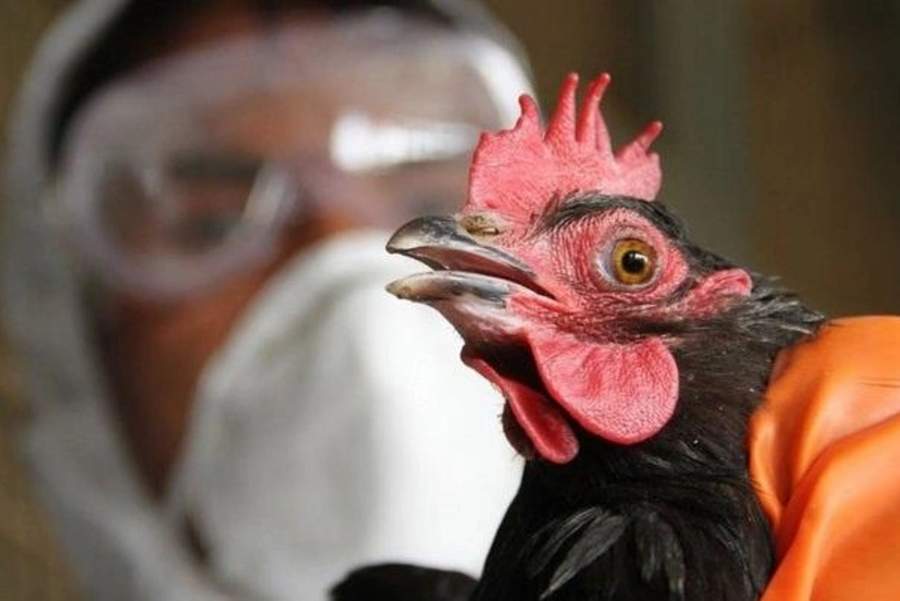 В Азербайджане не выявлены случаи птичьего гриппа и болезни Ньюкасла