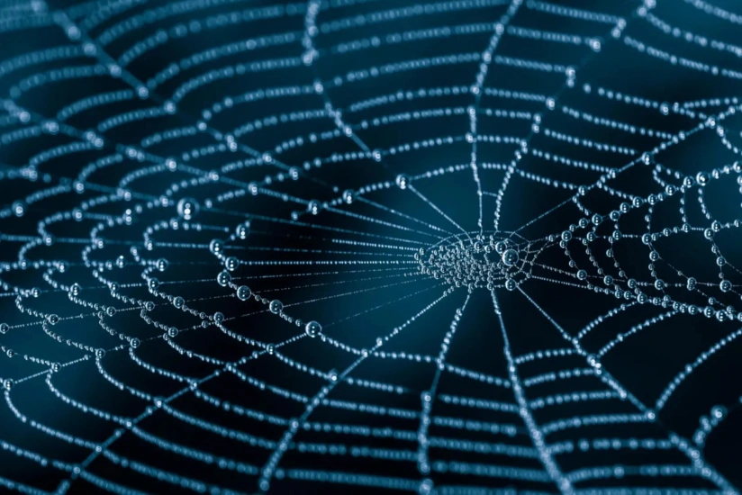 Alimlər hörümçək ipəyinin möhkəmliyinin molekulyar sirrini üzə çıxarıblar