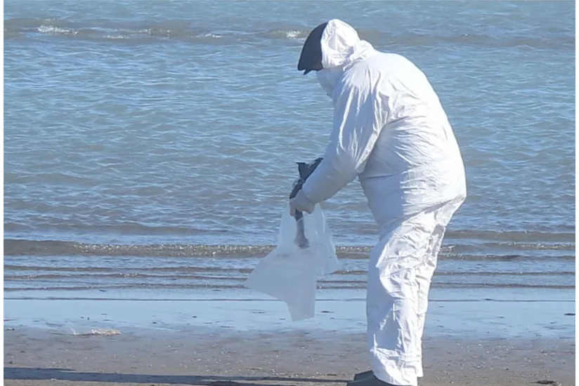 Dəniz kənarında tapılan quş cəsədlərində heyvan xəstəliyi aşkarlanmayıb- RƏSMİ