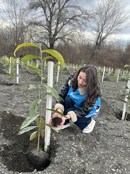 IDEA könüllüləri Zaqatalada kütləvi ağacəkmə aksiyası keçirib