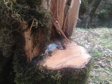 Oğuzda ağacların kəsilməsinə görə cinayət işi açılıb