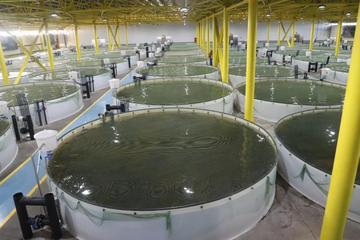 FAO offers Azerbaijan to develop five-year fisheries development plan