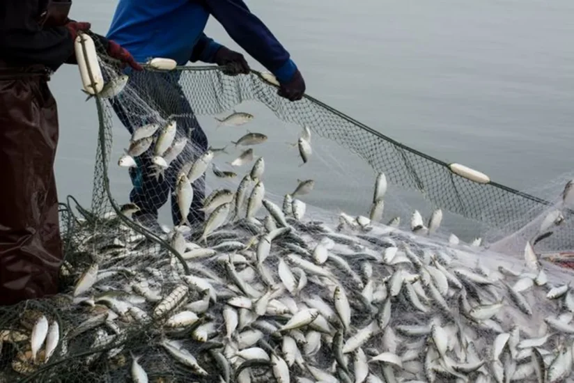 Azerbaijan bans industrial fishing in inland waters starting April 1