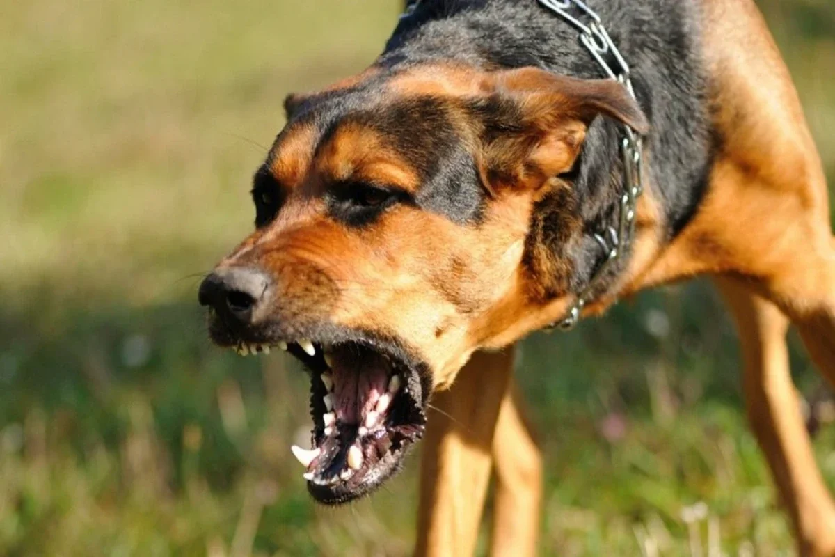 Biləsuvarda sahibsiz it 10 yaşlı uşağı dişləyib