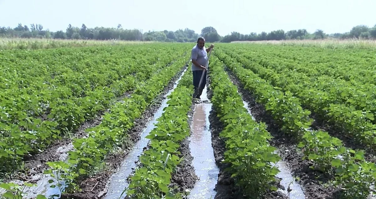Azərbaycandakı intensiv yağışlar aqrar sektorda məhsuldarlığa necə təsir edəcək?