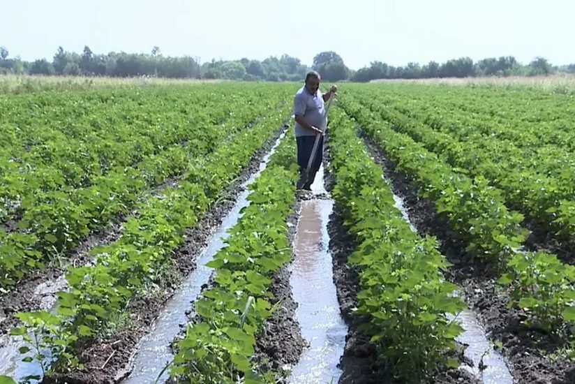 Azərbaycandakı intensiv yağışlar aqrar sektorda məhsuldarlığa necə təsir edəcək?