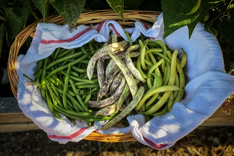 Azərbaycan Argentinadan lobya tədarükünü bərpa edib