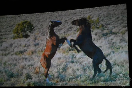 Documentary Horse Power presented at Nizami Cinema Center